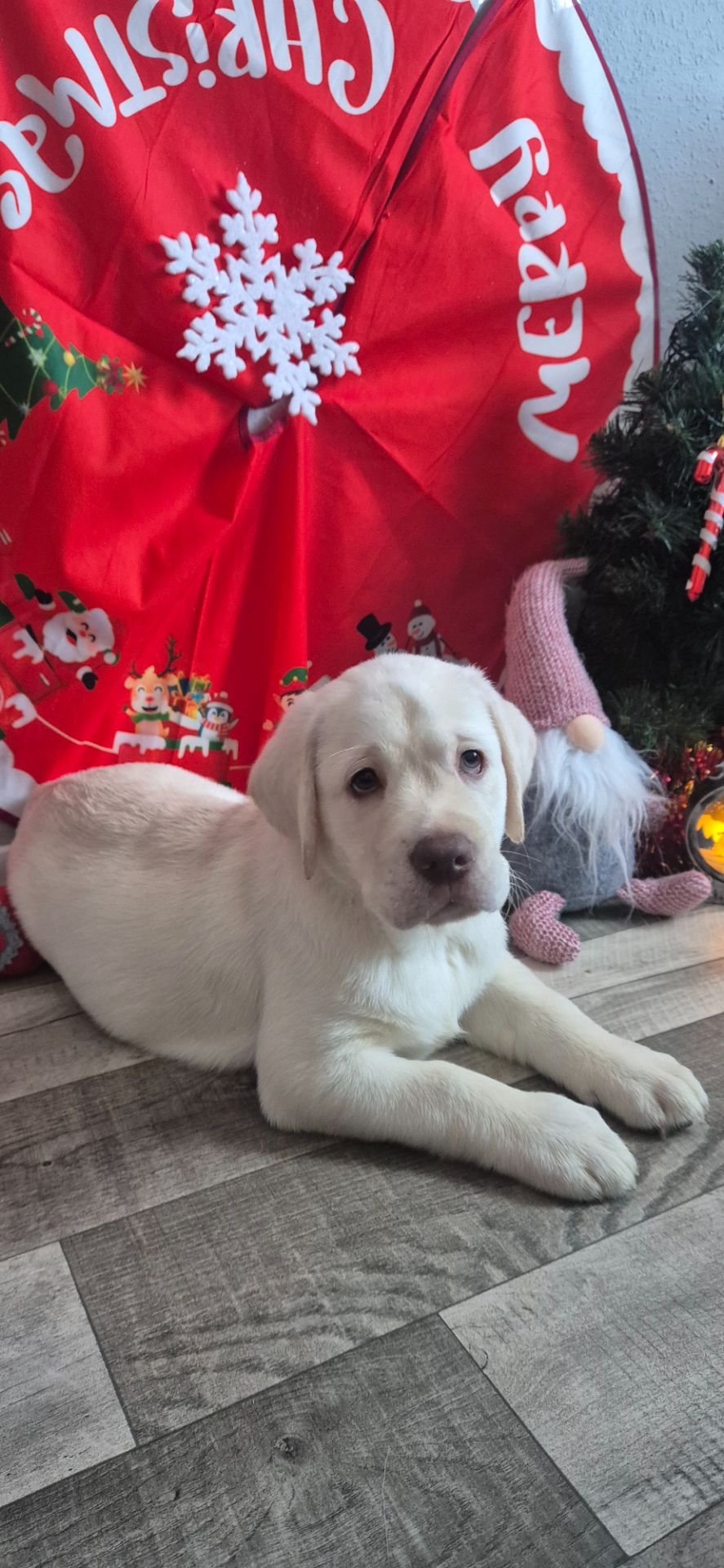 Цуценята лабрадор ретривер