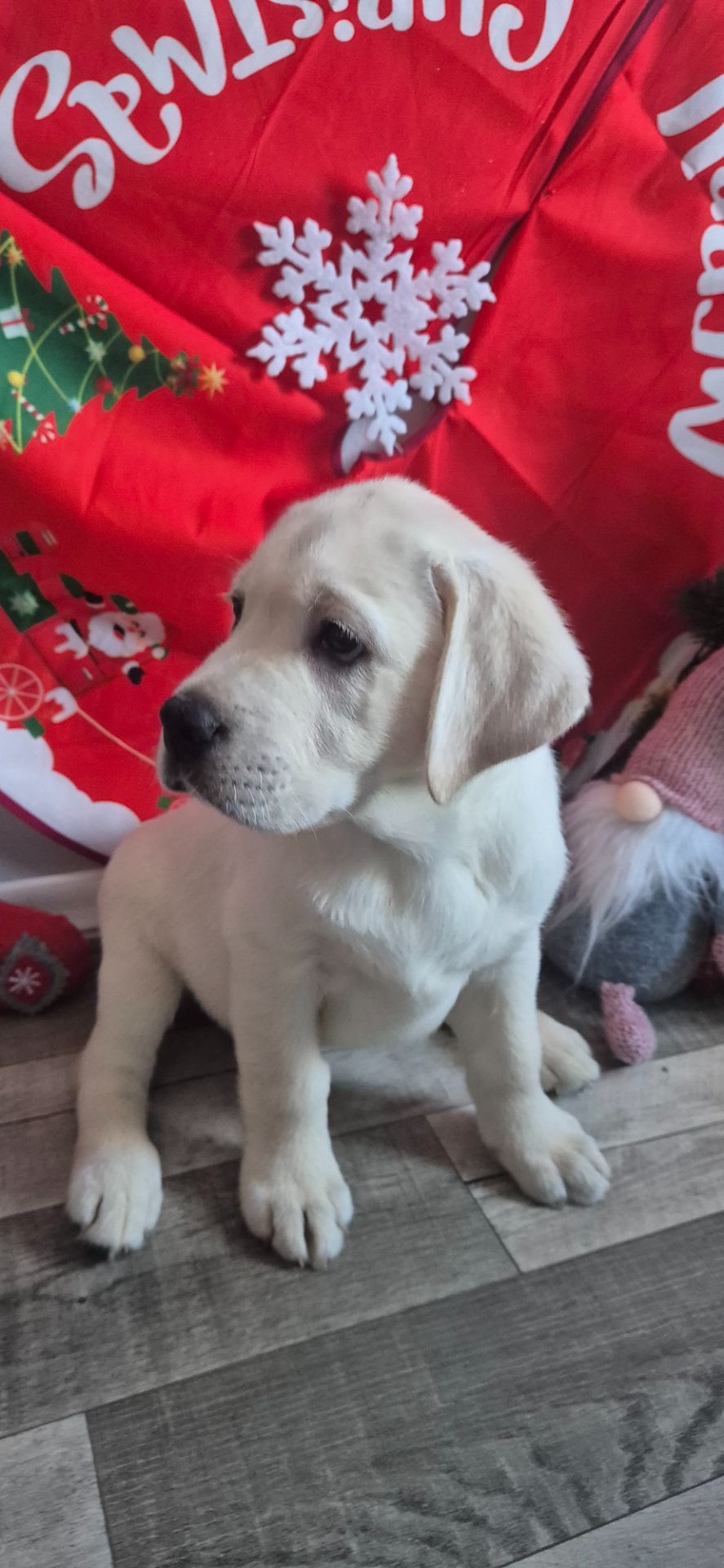 Цуценята лабрадор ретривер