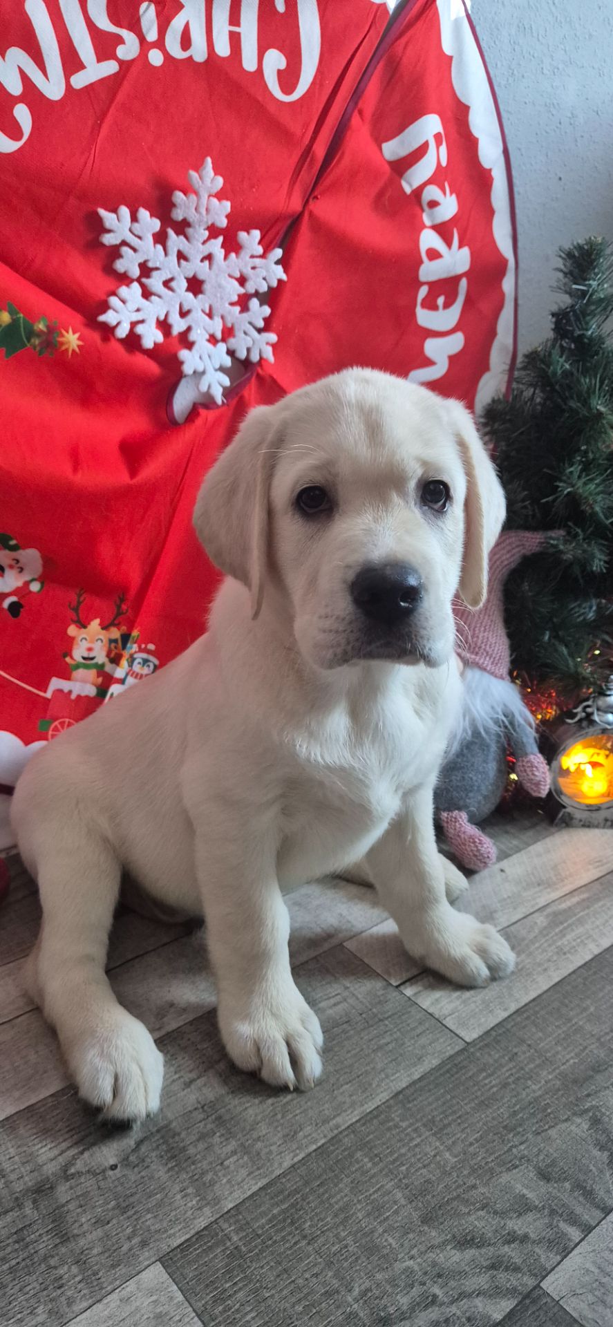 Цуценята лабрадор ретривер