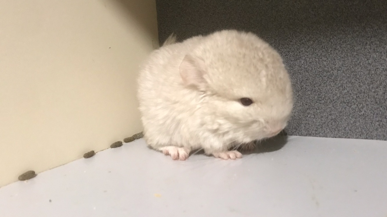 Дівчинка шиншила гомобеж пастель носійка ангори, фіолету та сапфіру