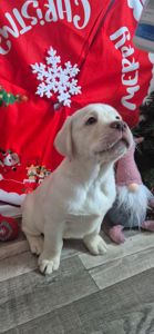 Цуценята лабрадор ретривер