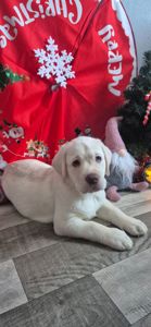 Цуценята лабрадор ретривер