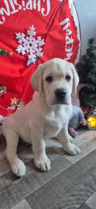 Цуценята лабрадор ретривер