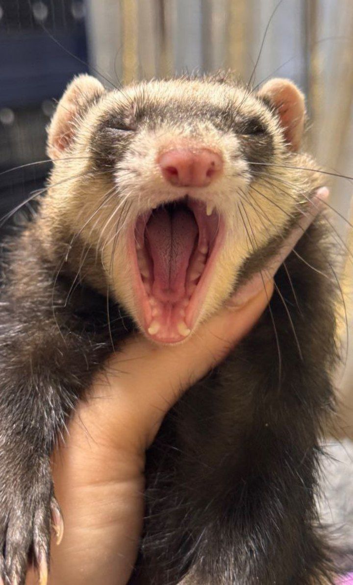 Тхір дівчинка