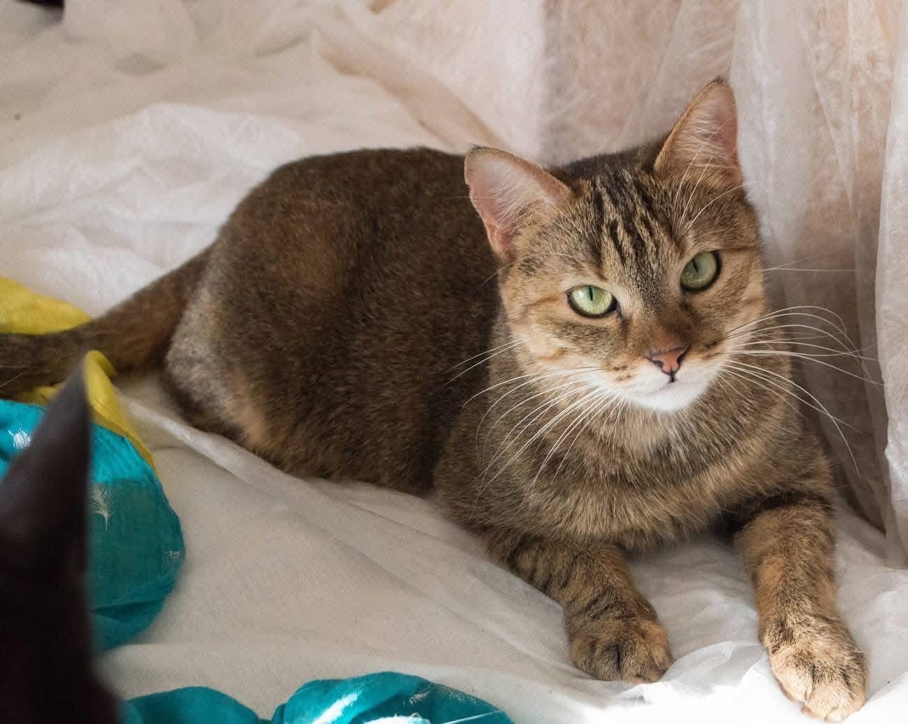 Шикарна кішечка МОНІКА чекає!