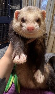 Тхір хлопчик