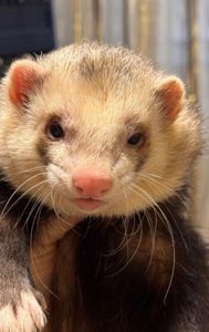 Тхір хлопчик