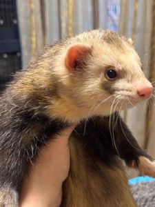 Тхір хлопчик