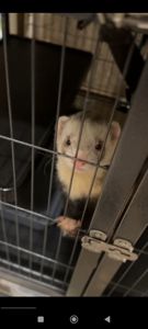 Тхір хлопчик