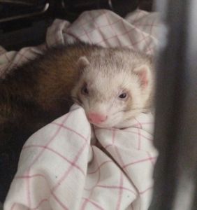 Тхір хлопчик