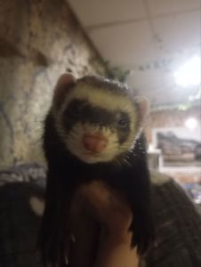 Тхір дівчинка