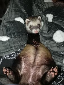 Тхір дівчинка