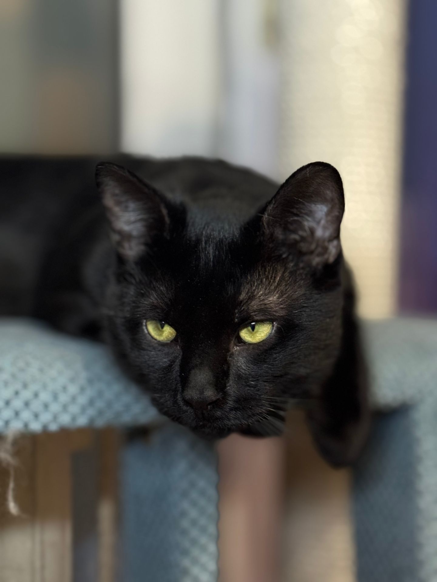 Кошеня-підліток Стелс шукає свою людину