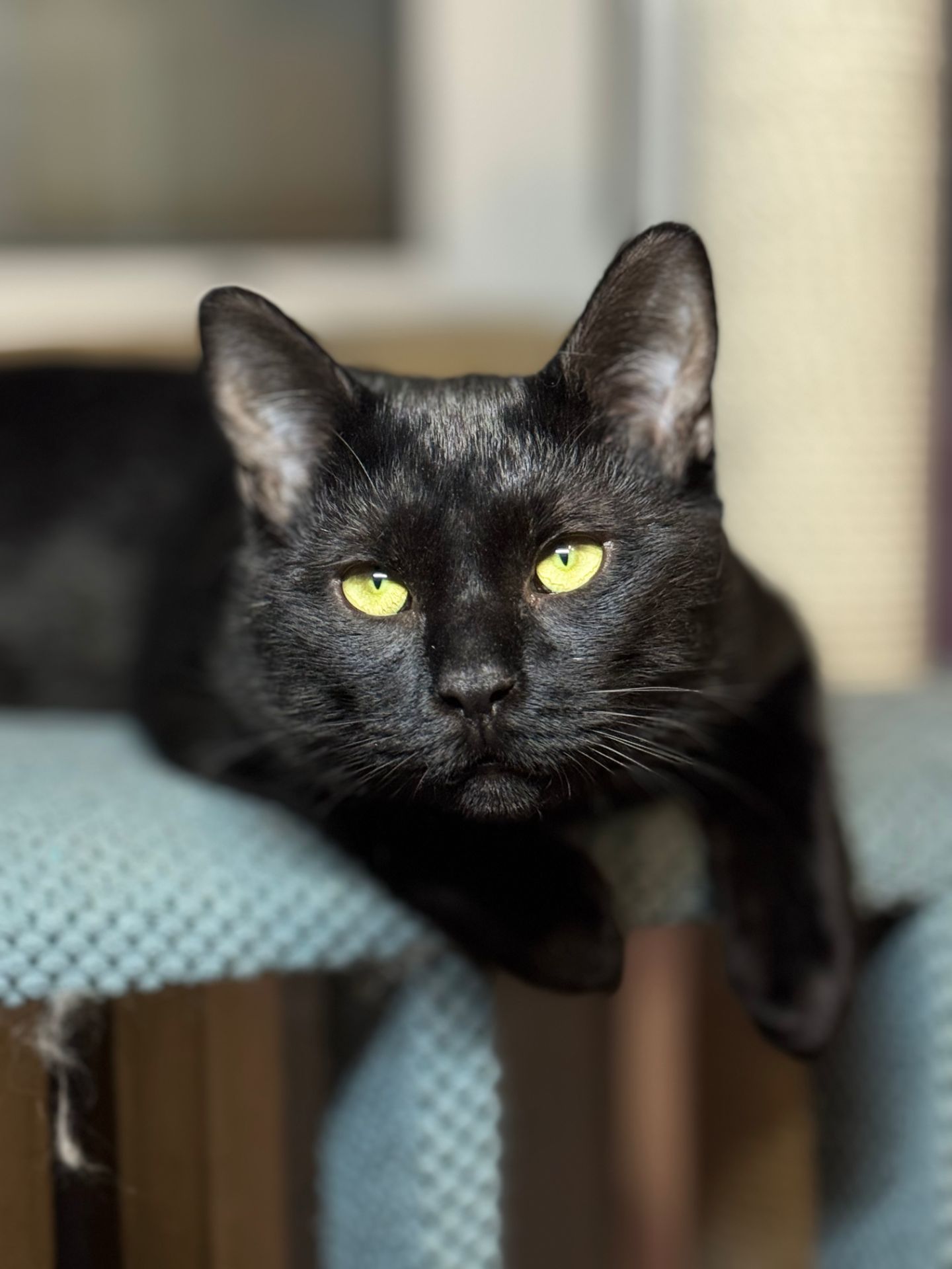 Кошеня-підліток Стелс шукає свою людину