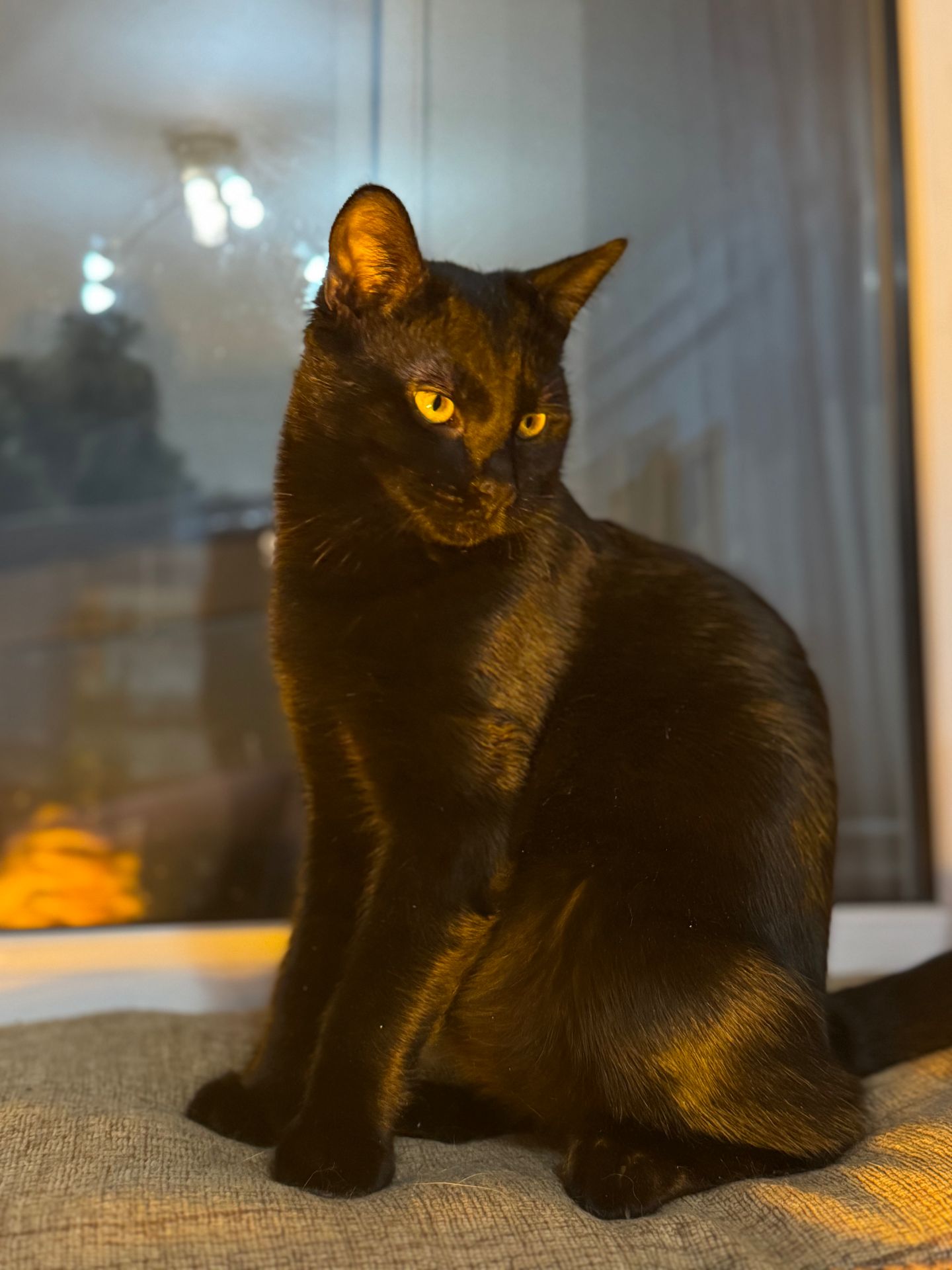 Кошеня-підліток Стелс шукає свою людину