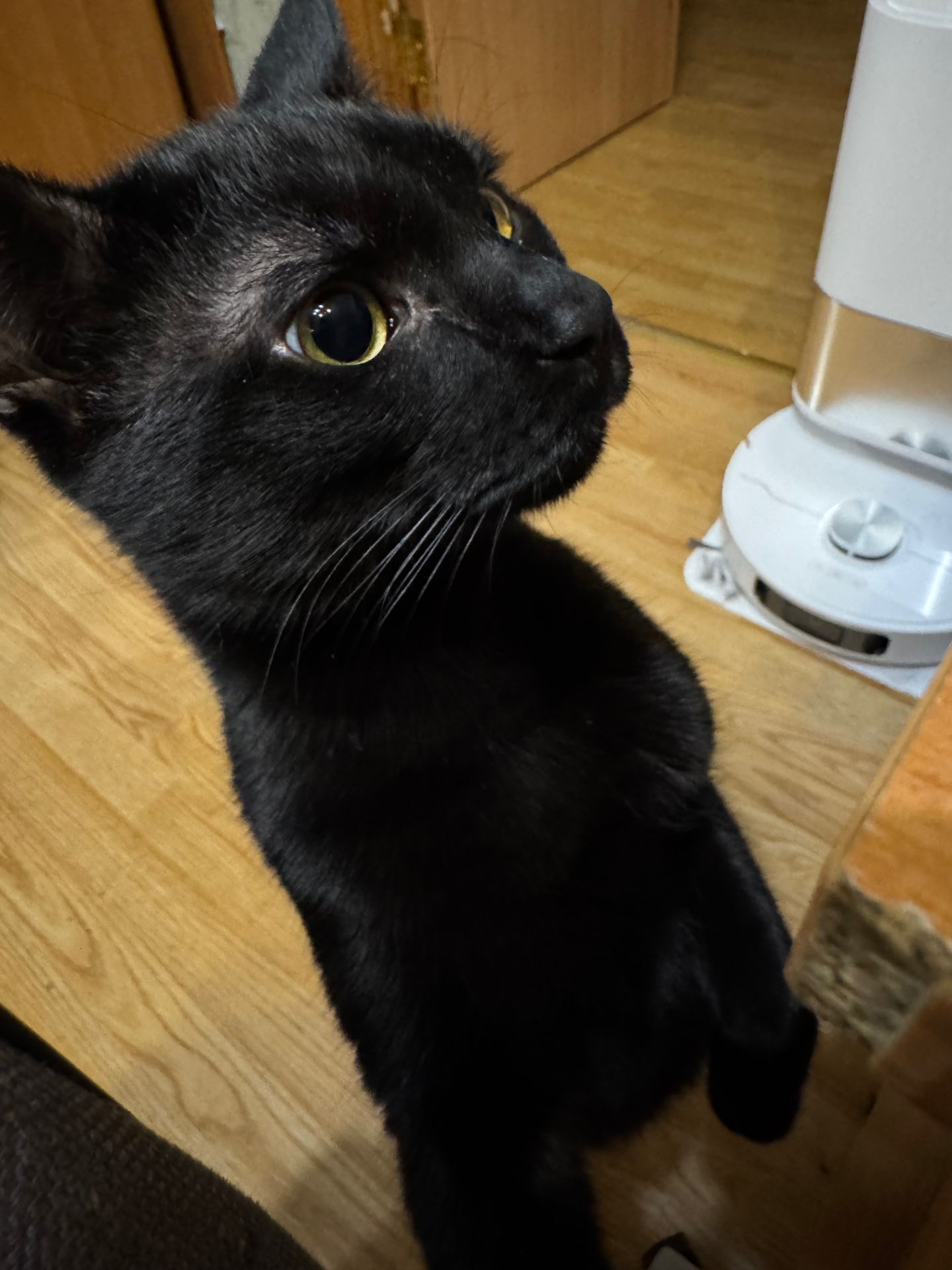 Кошеня-підліток Стелс шукає свою людину