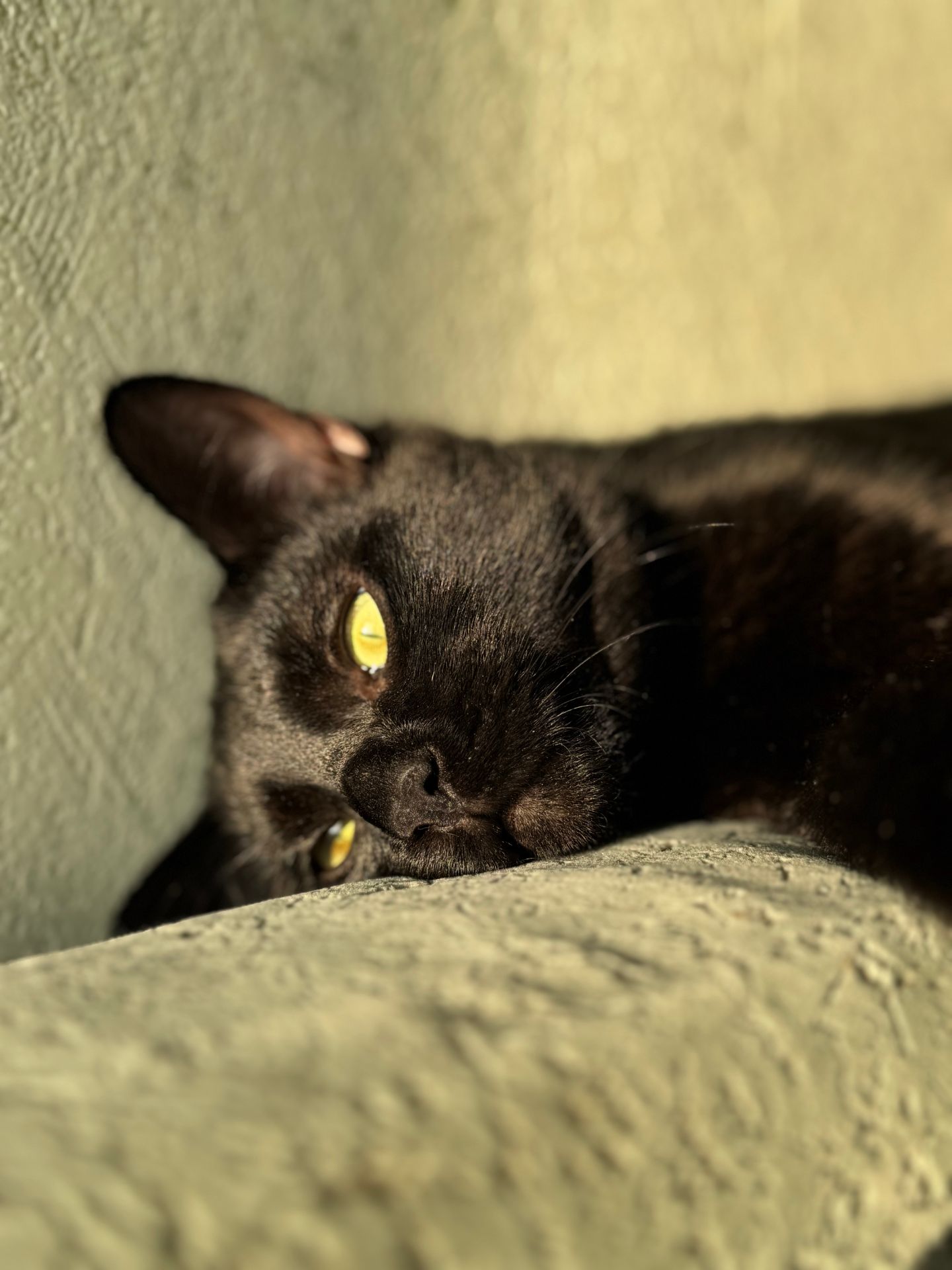 Кошеня-підліток Стелс шукає свою людину