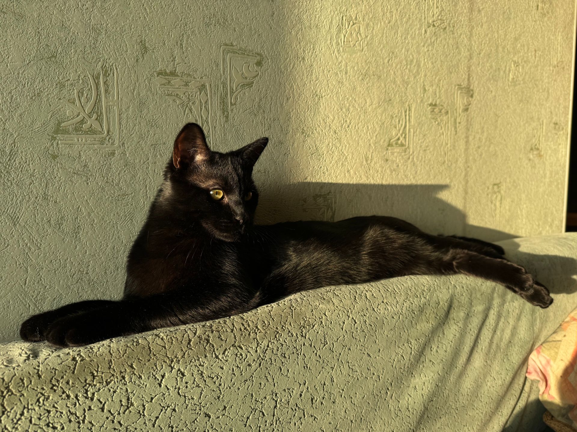 Кошеня-підліток Стелс шукає свою людину