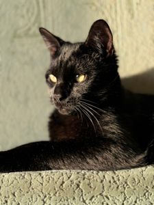 Кошеня-підліток Стелс шукає свою людину