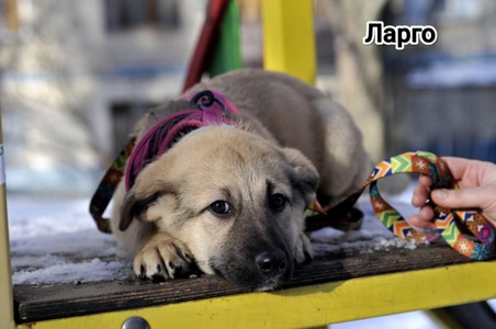 Цуценя Ларго