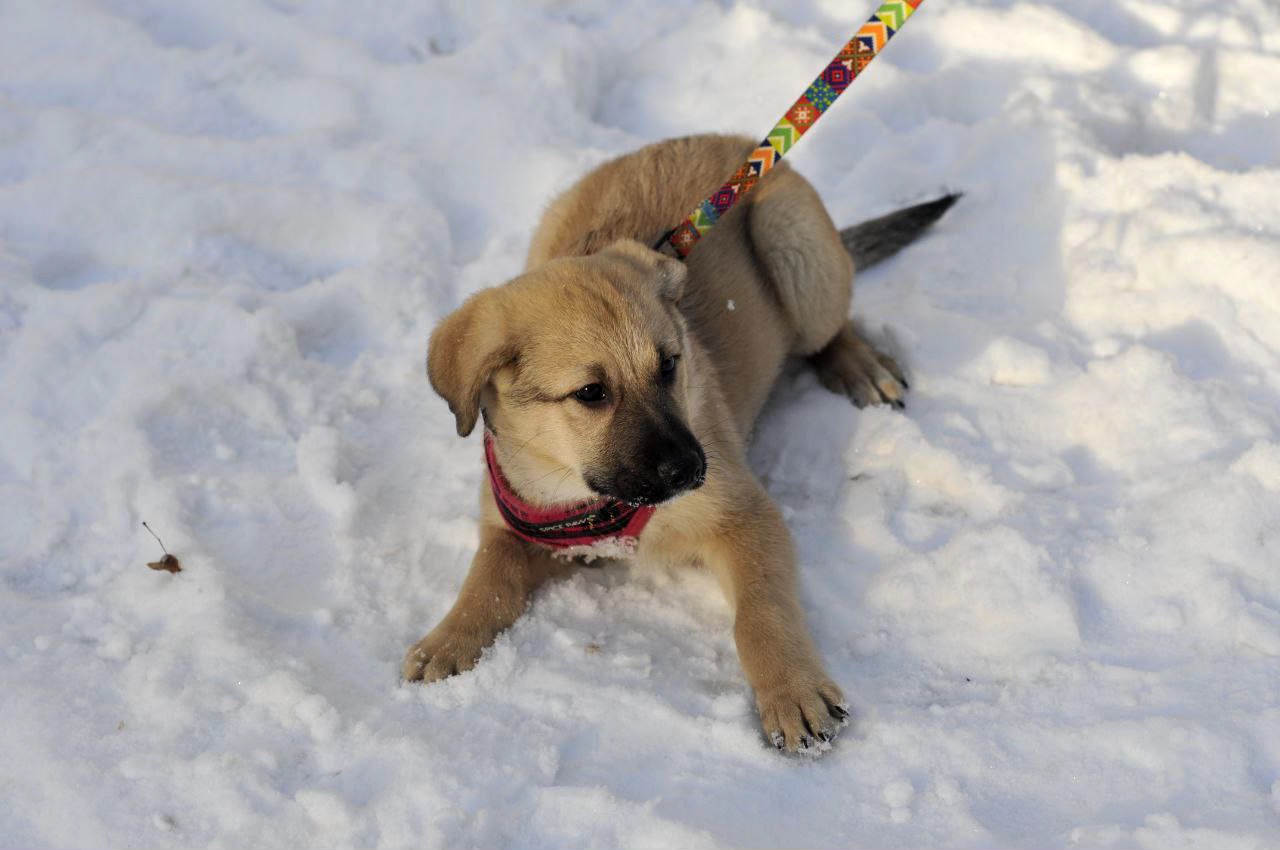 Цуценя Ларго