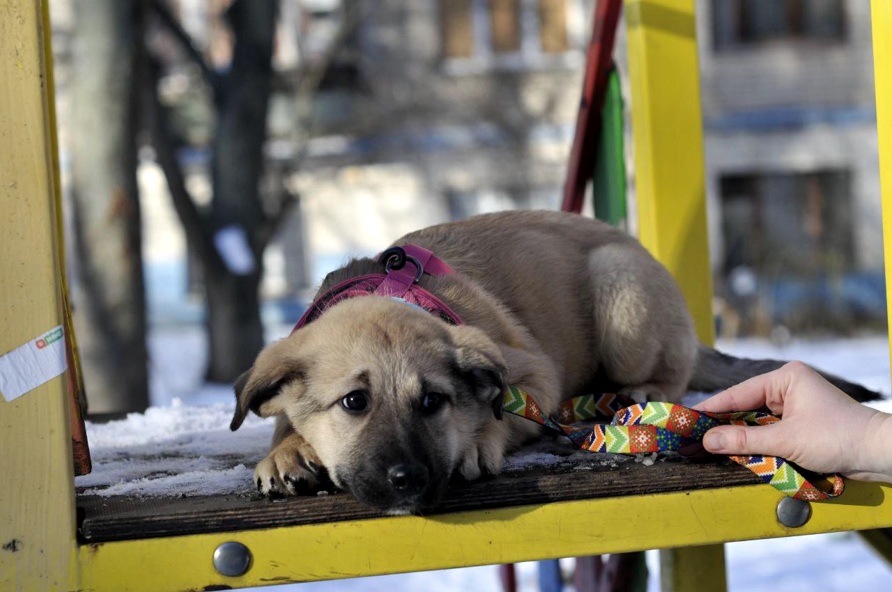 Цуценя Ларго