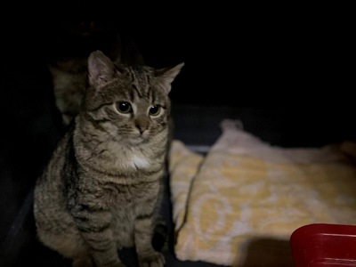 Маленька Фібі дуже чекає на сім'ю, кошеня