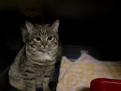 Маленька Фібі дуже чекає на сім'ю, кошеня