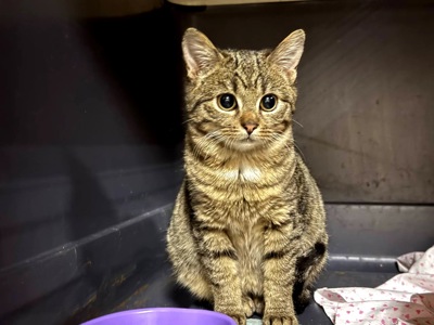 Маленька Фібі дуже чекає на сім'ю, кошеня