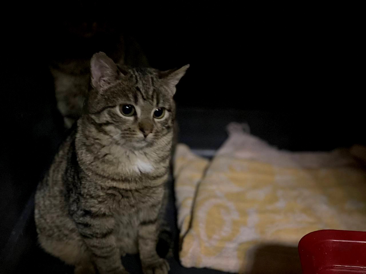 Маленька Фібі дуже чекає на сім'ю, кошеня