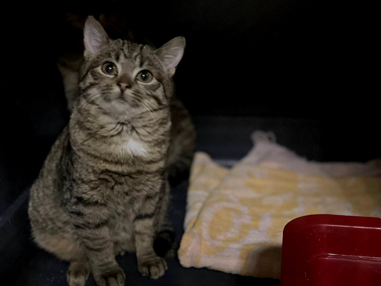 Маленька Фібі дуже чекає на сім'ю, кошеня