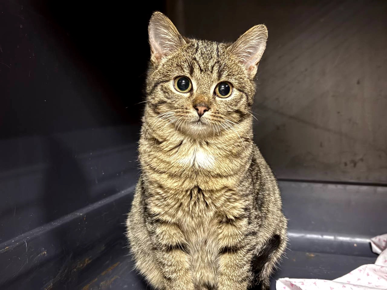 Маленька Фібі дуже чекає на сім'ю, кошеня