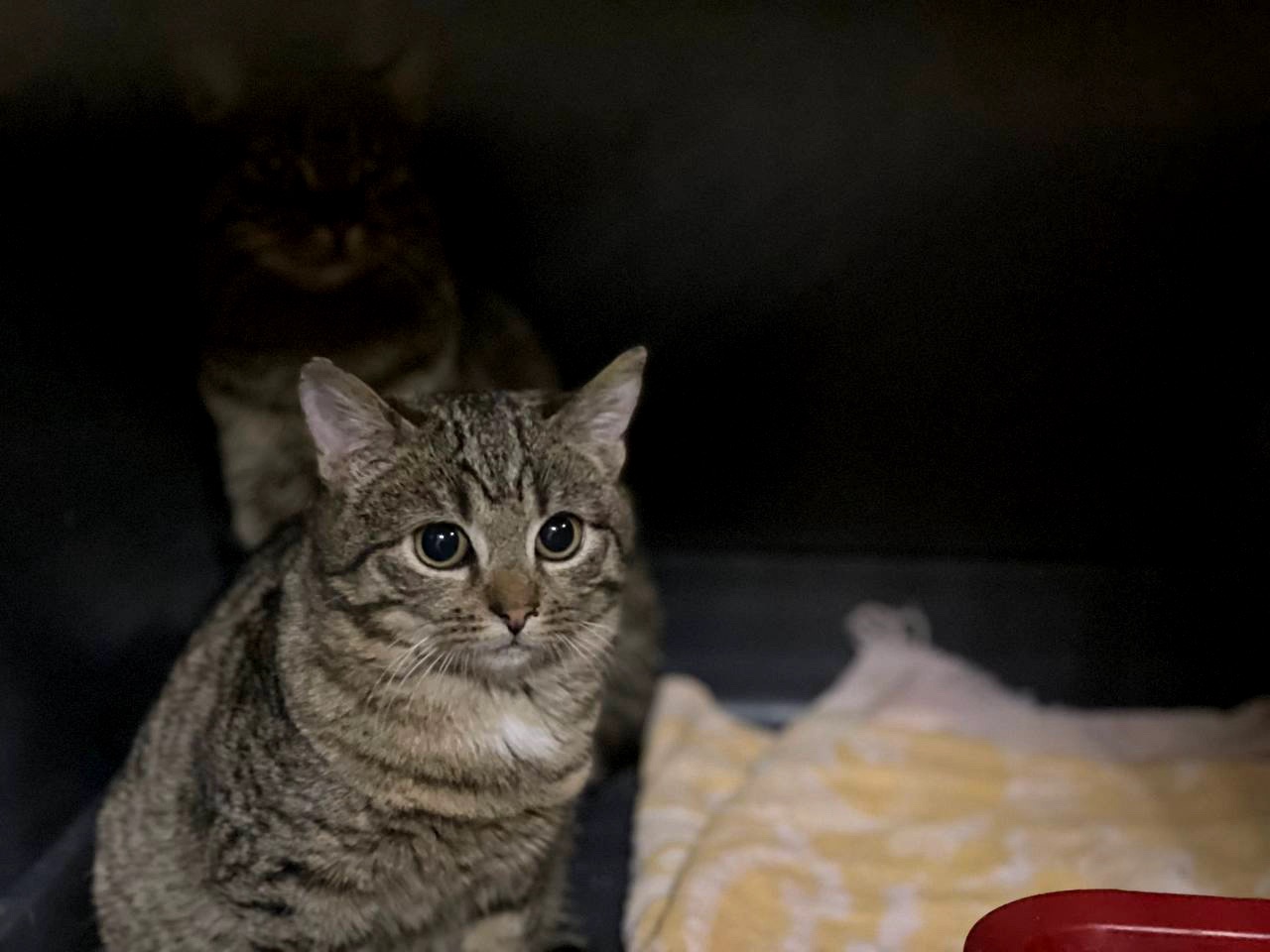 Маленька Фібі дуже чекає на сім'ю, кошеня