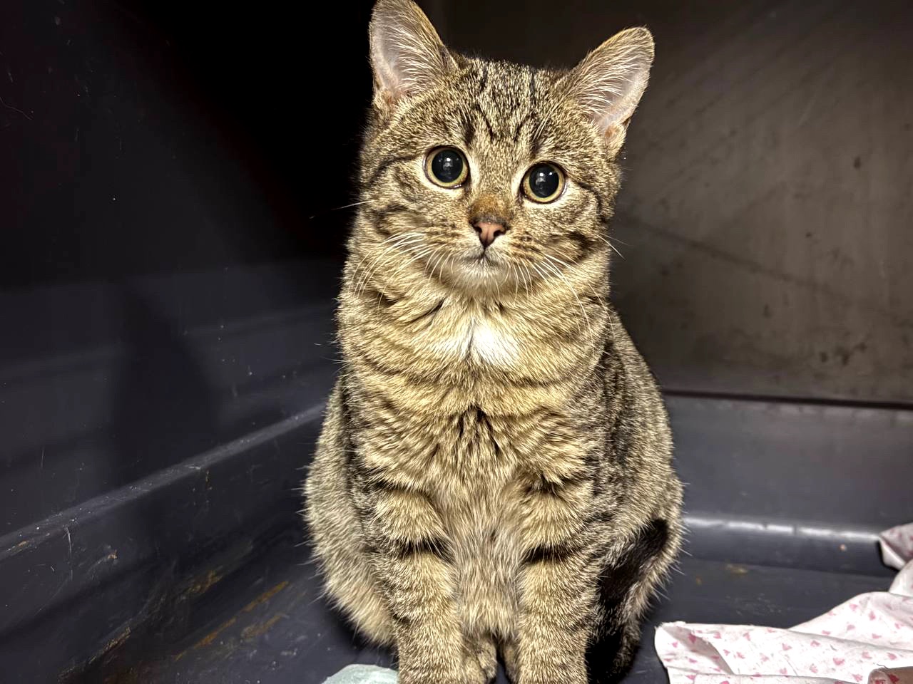 Маленька Фібі дуже чекає на сім'ю, кошеня