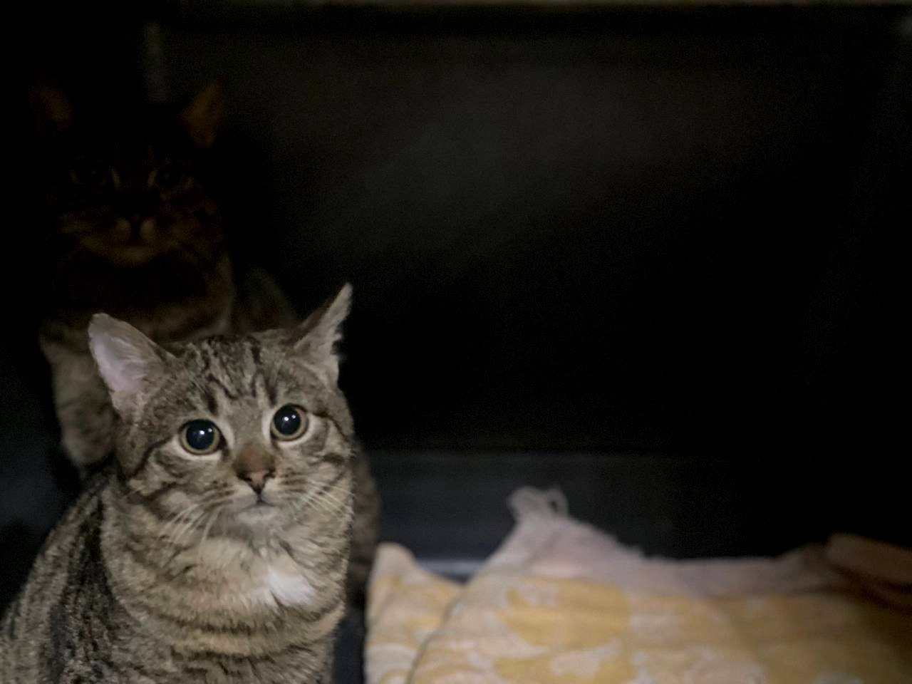 Маленька Фібі дуже чекає на сім'ю, кошеня