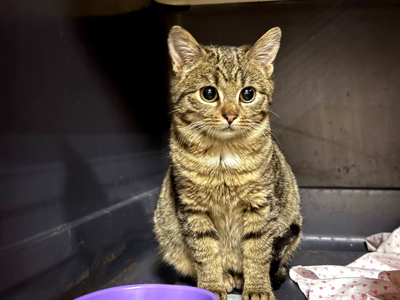 Маленька Фібі дуже чекає на сім'ю, кошеня