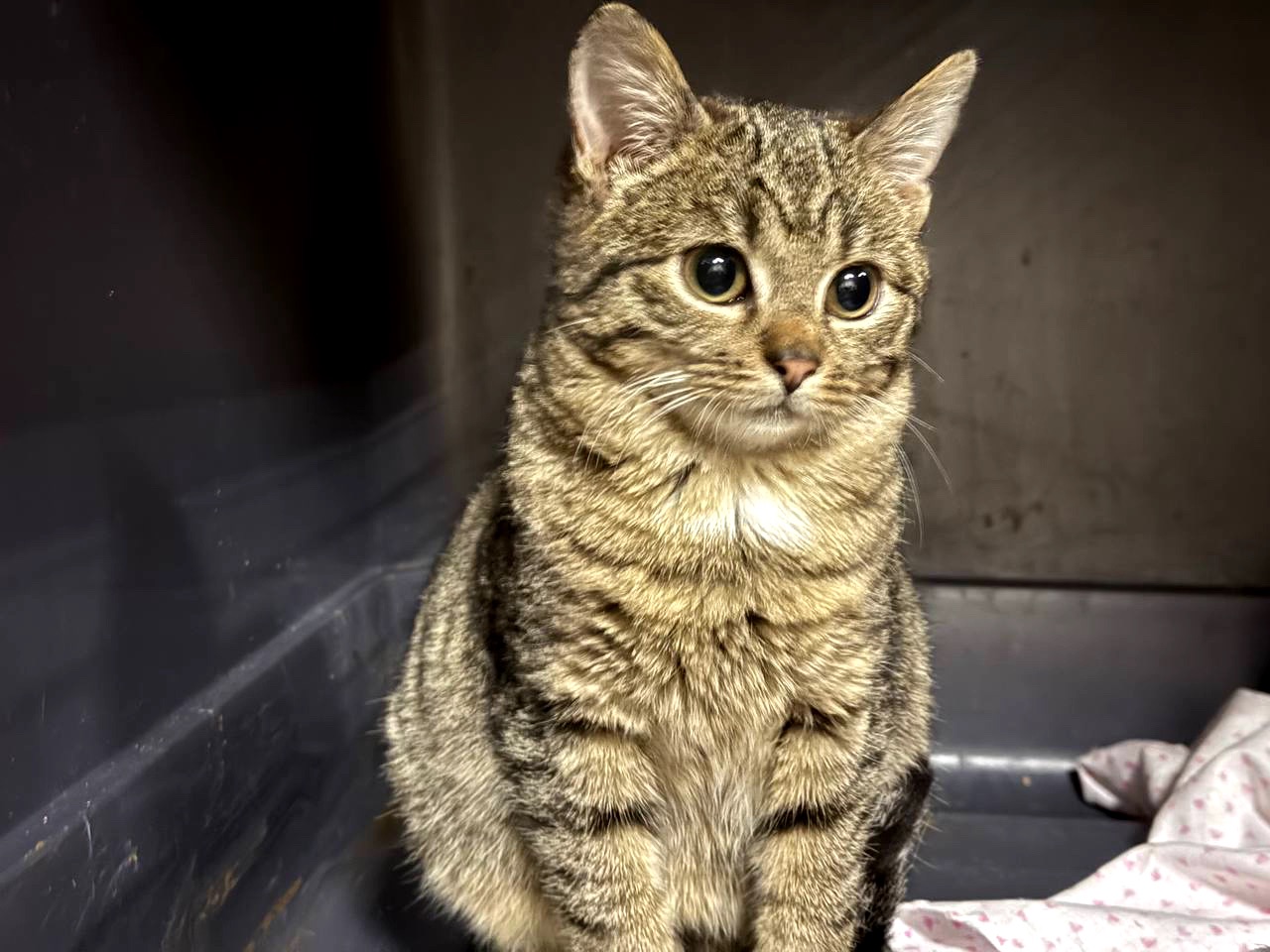 Маленька Фібі дуже чекає на сім'ю, кошеня