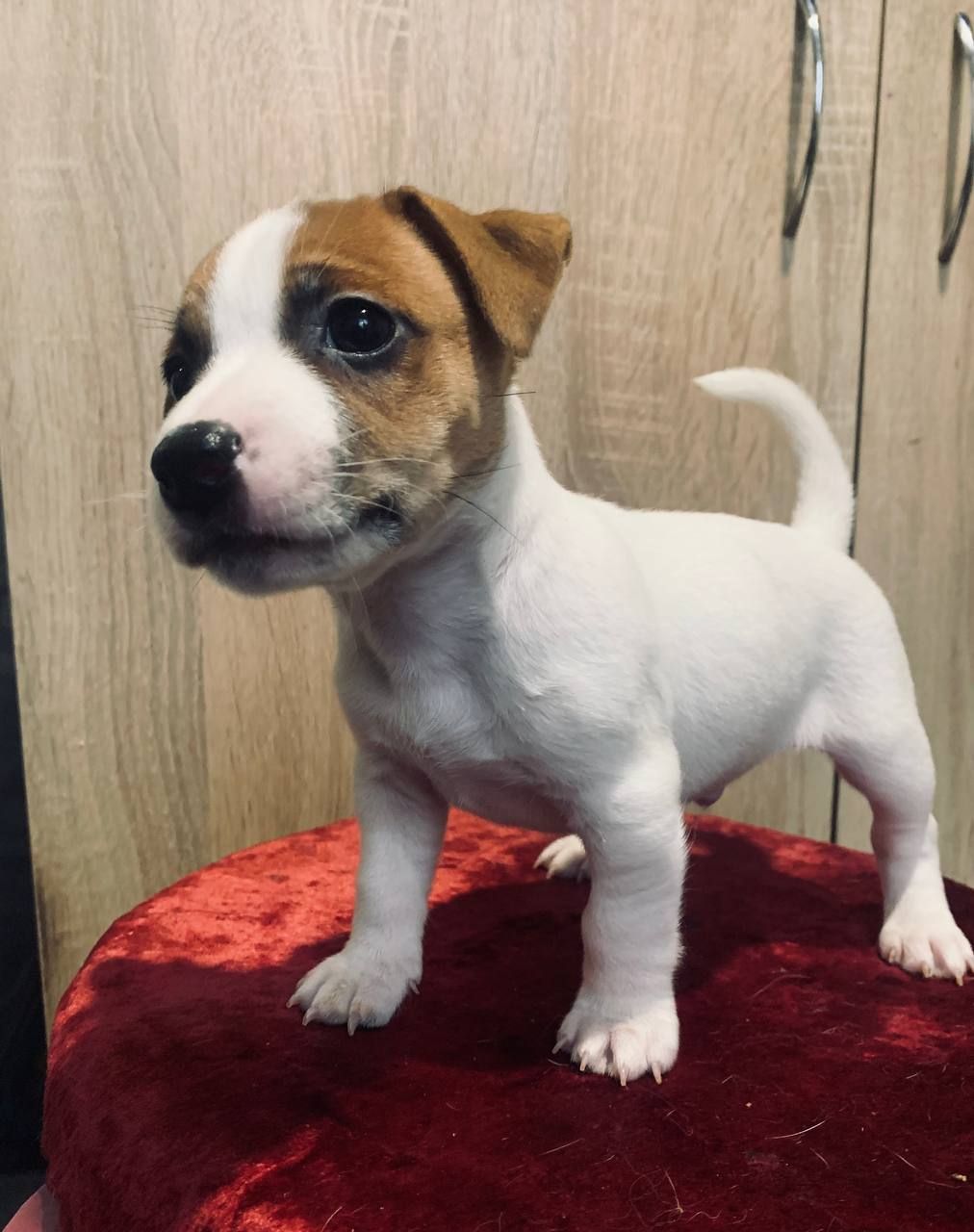 Цуценята Джек Рассел