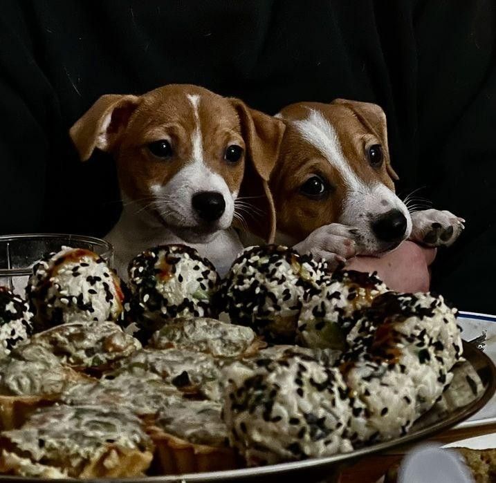 Цуценята Джек Рассел