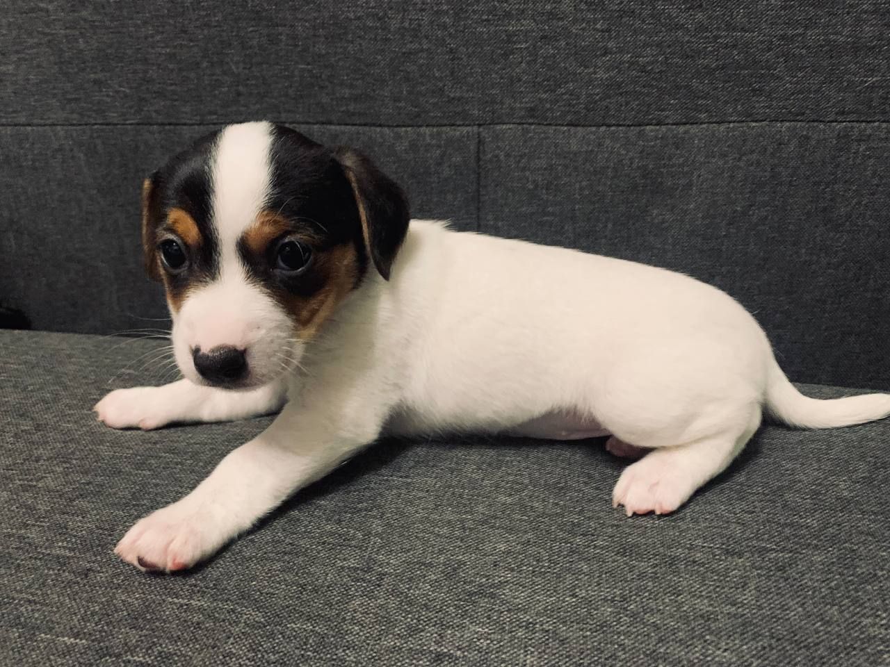 Цуценята Джек Рассел