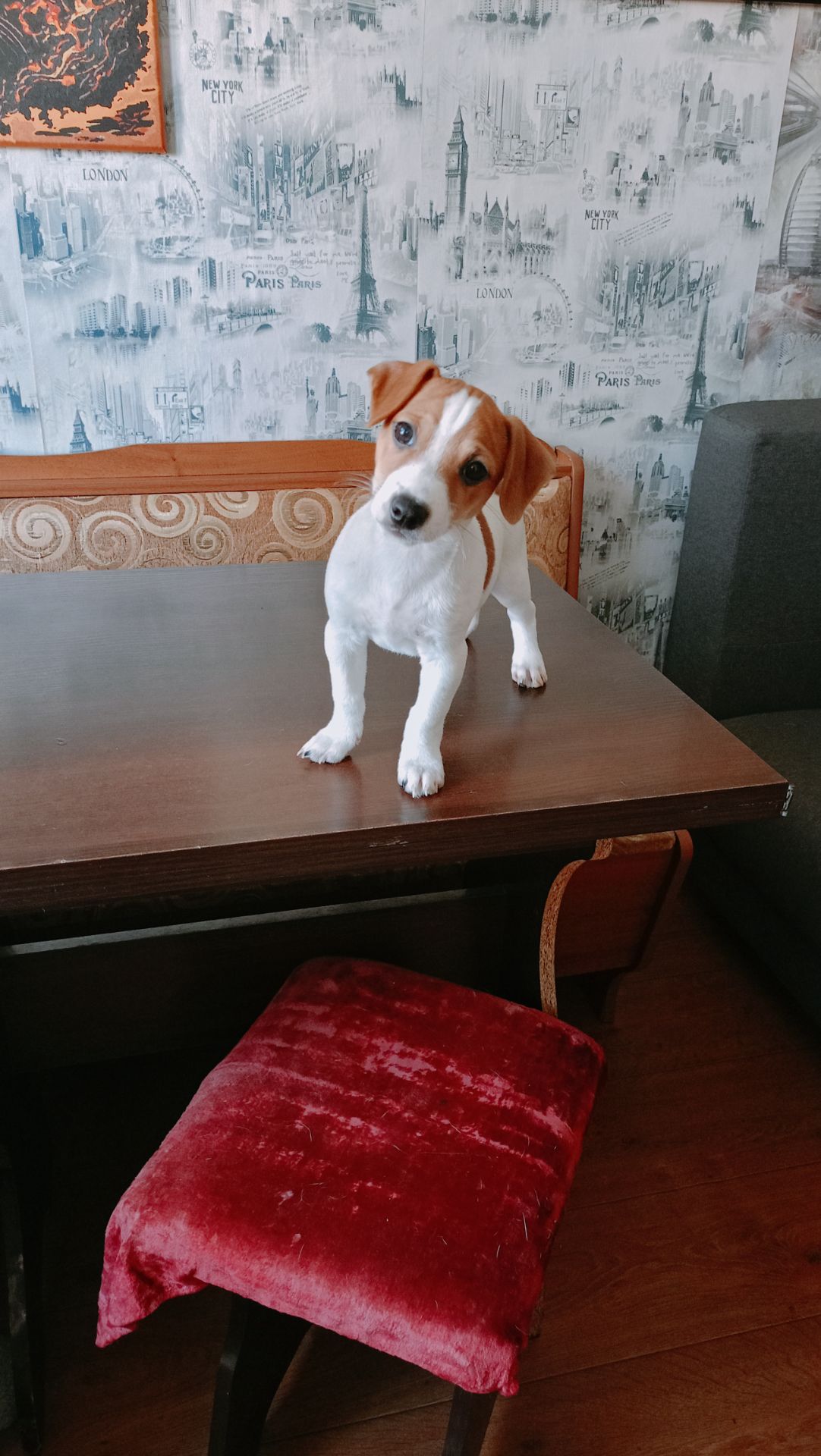 Цуценята Джек Рассел