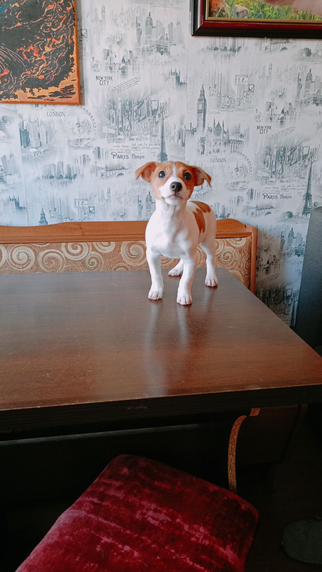 Цуценята Джек Рассел