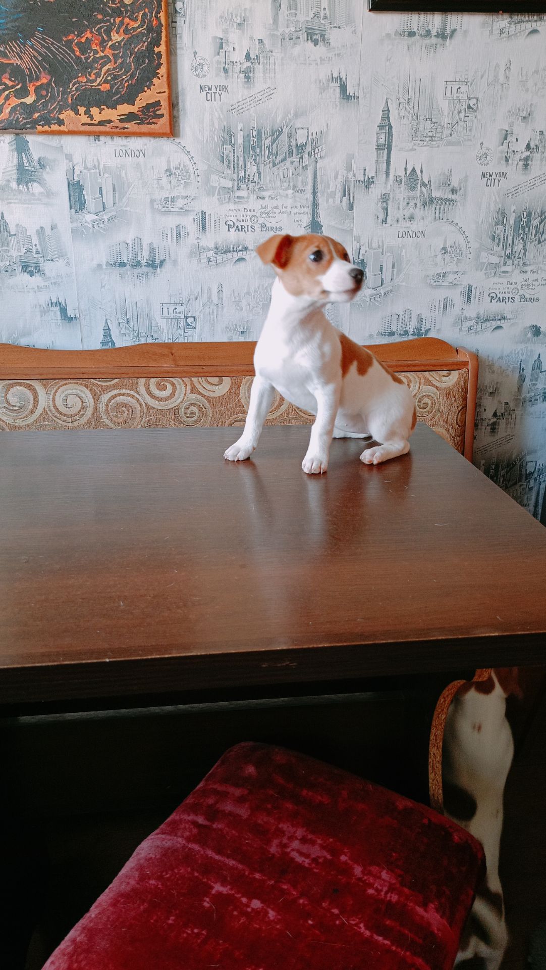 Цуценята Джек Рассел