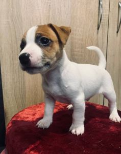 Цуценята Джек Рассел