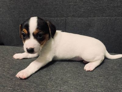 Цуценята Джек Рассел