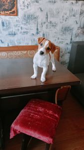 Цуценята Джек Рассел