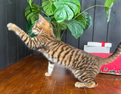 Котик породи Тойгер