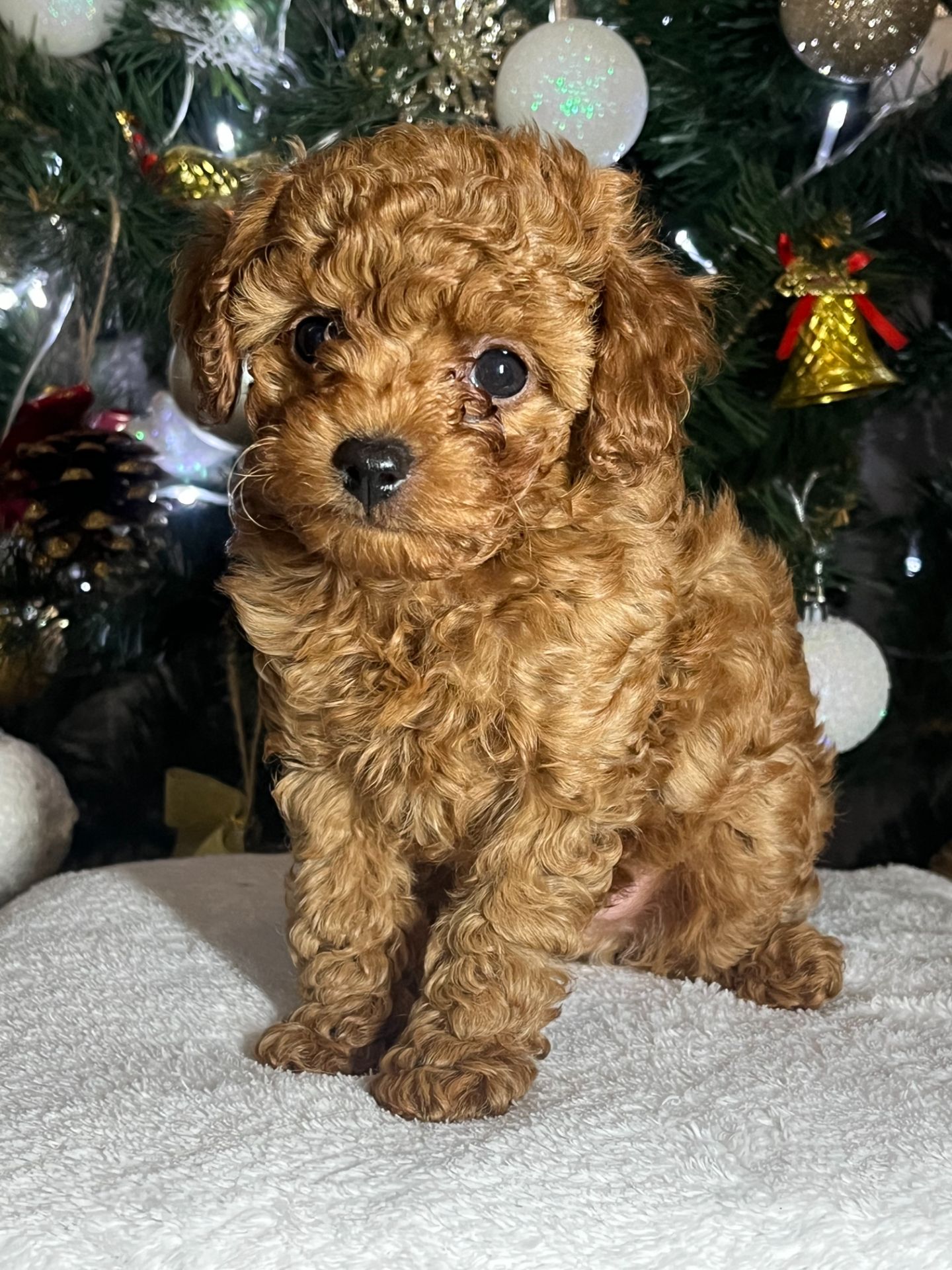 Цуценята міні Той пудель