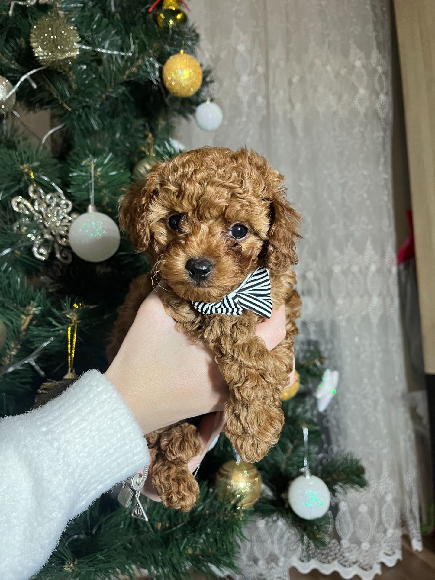 Цуценята міні Той пудель