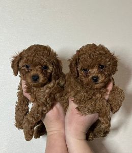 Цуценята міні Той пудель